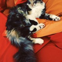 Maine Coon, Kedi  Mia fotoğrafı