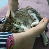 Tekir Kedi, Kedi  Pati fotoğrafı