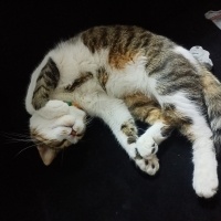 Tekir Kedi, Kedi  Pati fotoğrafı