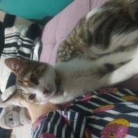 Tekir Kedi, Kedi  Pati fotoğrafı