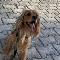 İngiliz Cocker Spaniel, Köpek  Sirius fotoğrafı