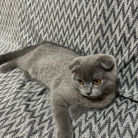 Scottish Fold, Kedi  Duman fotoğrafı