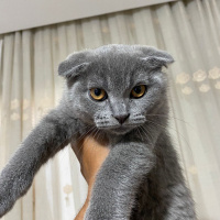 Scottish Fold, Kedi  Duman fotoğrafı