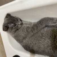 Scottish Fold, Kedi  Duman fotoğrafı