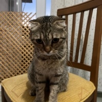 Scottish Fold, Kedi  miya fotoğrafı