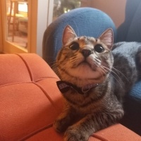 Tekir Kedi, Kedi  DORA fotoğrafı