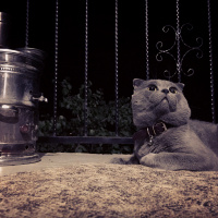 Scottish Fold, Kedi  Pars fotoğrafı