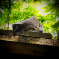 Scottish Fold, Kedi  Pars fotoğrafı