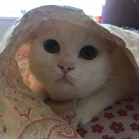 British Shorthair, Kedi  BuLuT fotoğrafı