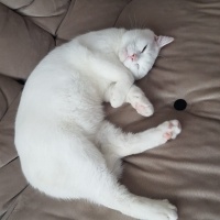 British Shorthair, Kedi  BuLuT fotoğrafı