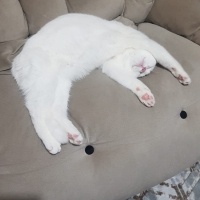 British Shorthair, Kedi  BuLuT fotoğrafı