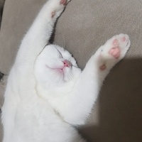 British Shorthair, Kedi  BuLuT fotoğrafı