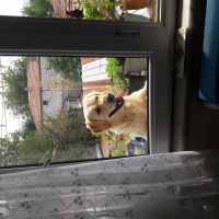 Golden Retriever, Köpek  Çakıl fotoğrafı