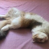 Scottish Fold, Kedi  Pera fotoğrafı