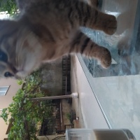 British Shorthair, Kedi  Gece fotoğrafı