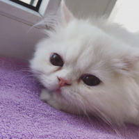 İran Kedisi (Persian), Kedi  Şila fotoğrafı