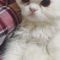İran Kedisi (Persian), Kedi  Şila fotoğrafı