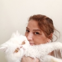 İran Kedisi (Persian), Kedi  Pamuk fotoğrafı