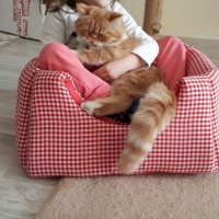 Exotic Shorthair, Kedi  Limon fotoğrafı