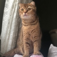 Scottish Fold, Kedi  Pati Bubu fotoğrafı