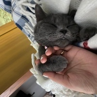 British Shorthair, Kedi  Ücretsiz Pablo fotoğrafı