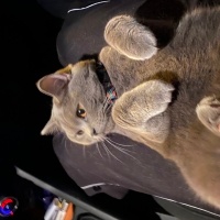British Shorthair, Kedi  Ücretsiz Pablo fotoğrafı