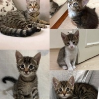 Tekir Kedi, Kedi  İsimleri henüz yok fotoğrafı