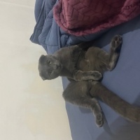 Scottish Fold, Kedi  Asil fotoğrafı