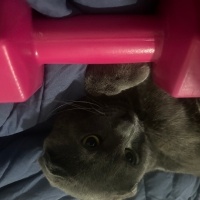 Scottish Fold, Kedi  Asil fotoğrafı