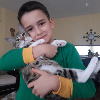 Tekir Kedi, Kedi  Zilli fotoğrafı