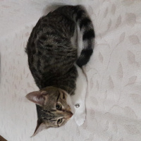 Tekir Kedi, Kedi  Zilli fotoğrafı