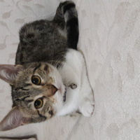 Tekir Kedi, Kedi  Zilli fotoğrafı