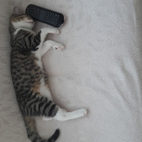 Tekir Kedi, Kedi  Zilli fotoğrafı
