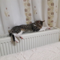 Tekir Kedi, Kedi  Zilli fotoğrafı