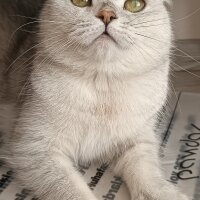 British Shorthair, Kedi  Pamuk fotoğrafı