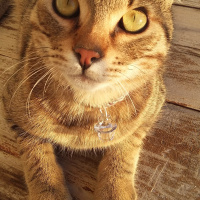 Tekir Kedi, Kedi  çiko fotoğrafı