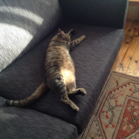 Tekir Kedi, Kedi  çiko fotoğrafı