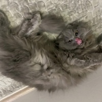 British Longhair, Kedi  Minnoş fotoğrafı
