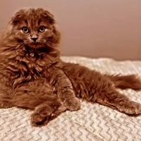British Longhair, Kedi  Minnoş fotoğrafı