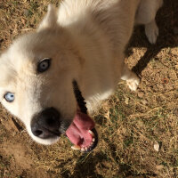 Sibirya Kurdu (Husky), Köpek  Luna fotoğrafı