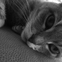 British Shorthair, Kedi  Duman fotoğrafı