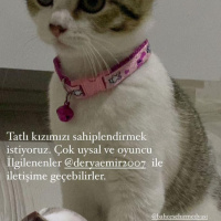 Tekir Kedi, Kedi  Fındık fotoğrafı