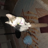 Tekir Kedi, Kedi  Loriş fotoğrafı