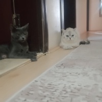 Mavi Rus, Kedi  Mia fotoğrafı