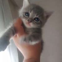 Mavi Rus, Kedi  Mia fotoğrafı