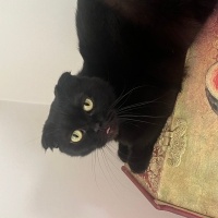 Scottish Fold, Kedi  Mia fotoğrafı