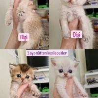 British Shorthair, Kedi  xx fotoğrafı