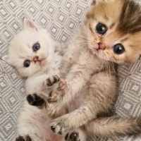 British Shorthair, Kedi  xx fotoğrafı