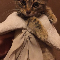 Tekir Kedi, Kedi  Adı henüz yok fotoğrafı