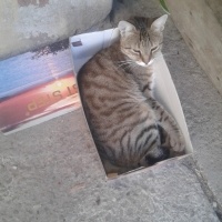 Tekir Kedi, Kedi  Tekir fotoğrafı